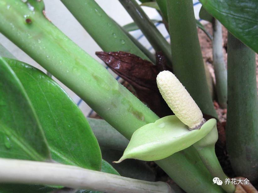 吊兰什么时候开花，口红吊兰什么时候开花（吊兰绿萝竟然也能开出花）