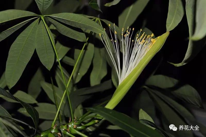 吊兰什么时候开花，口红吊兰什么时候开花（吊兰绿萝竟然也能开出花）