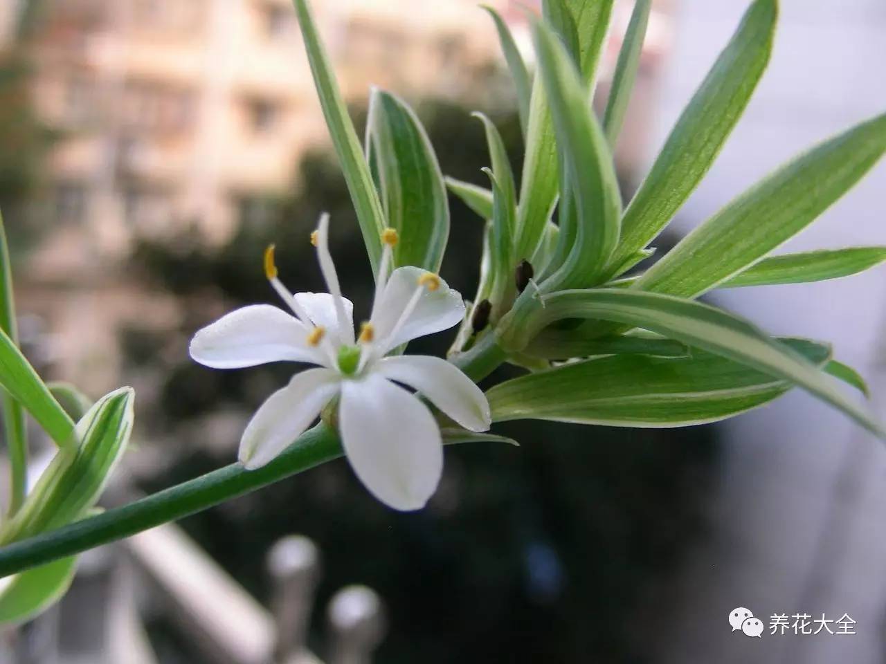 吊兰什么时候开花，口红吊兰什么时候开花（吊兰绿萝竟然也能开出花）