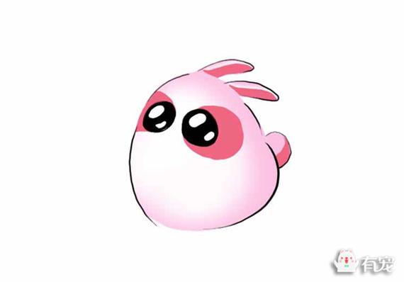 海棠兔的简介-海棠兔是什么兔子，海棠兔是肉兔吗（自带眼影的侏儒海棠兔）