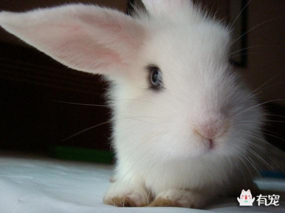 海棠兔的简介-海棠兔是什么兔子，海棠兔是肉兔吗（自带眼影的侏儒海棠兔）