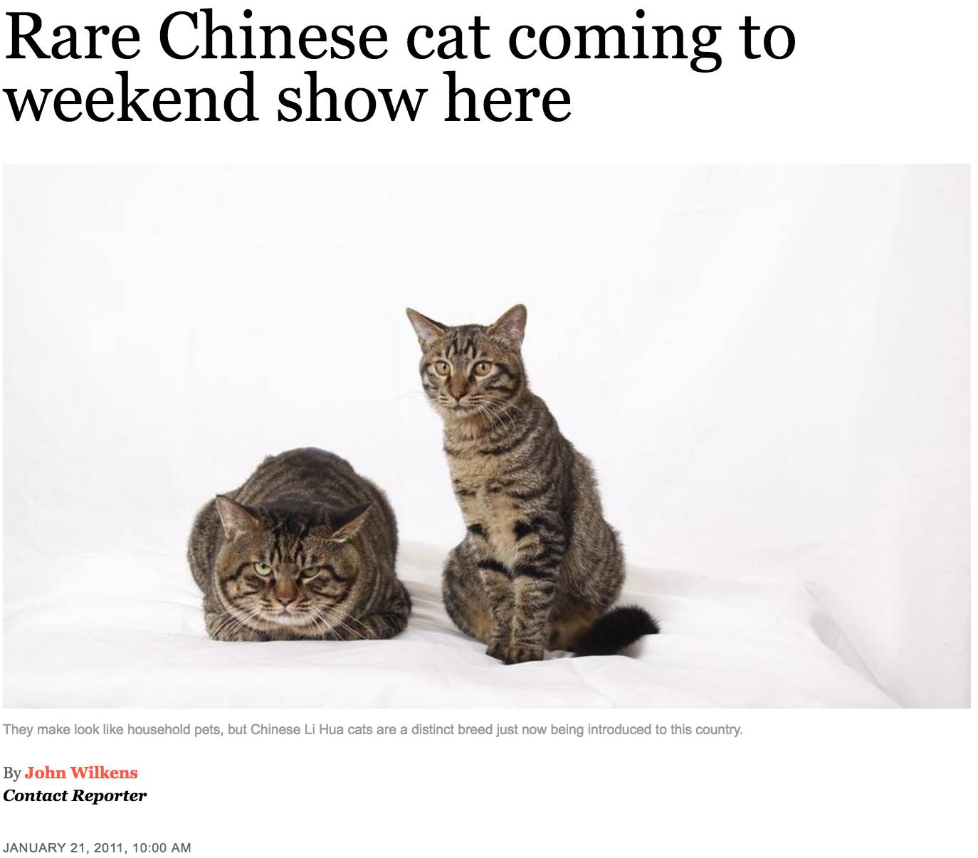 中国狸花猫，狸花猫——来自中国的纯种猫（中国狸花猫为什么被cfa除名）