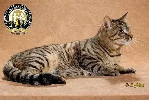 中国狸花猫，狸花猫——来自中国的纯种猫（中国狸花猫为什么被cfa除名）