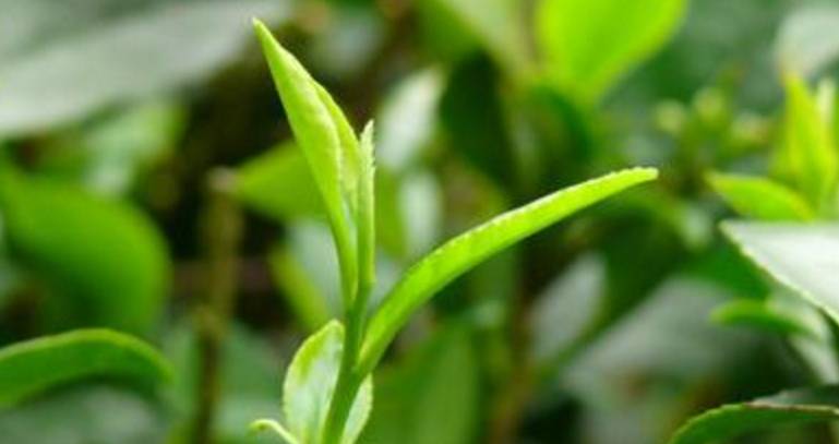白豪银尖是什么茶，白毫银针属于白茶吗（二马茶文化，各省绿茶一览）