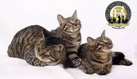 中国狸花猫，狸花猫——来自中国的纯种猫（中国狸花猫为什么被cfa除名）