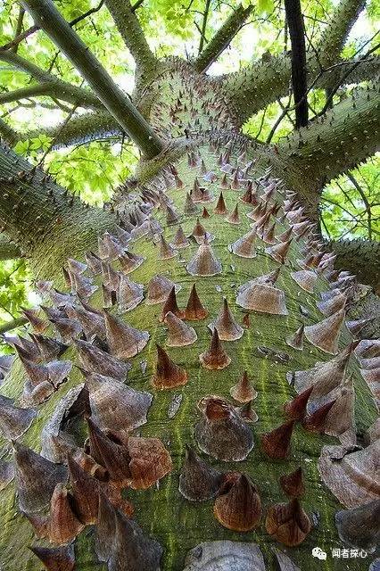 裸子植物有哪些图片图片