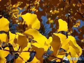 裸子植物的含义，啥叫裸子植物（裸子植物，种子植物先驱者）