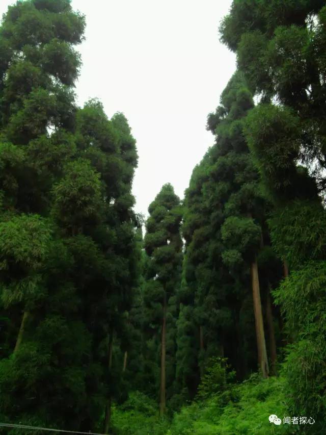 裸子植物的含义，啥叫裸子植物（裸子植物，种子植物先驱者）