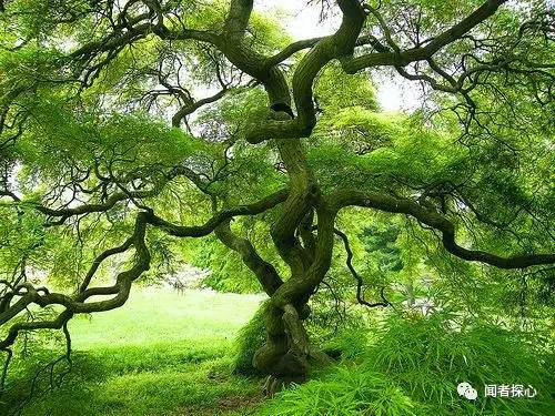 裸子植物的含义，啥叫裸子植物（裸子植物，种子植物先驱者）