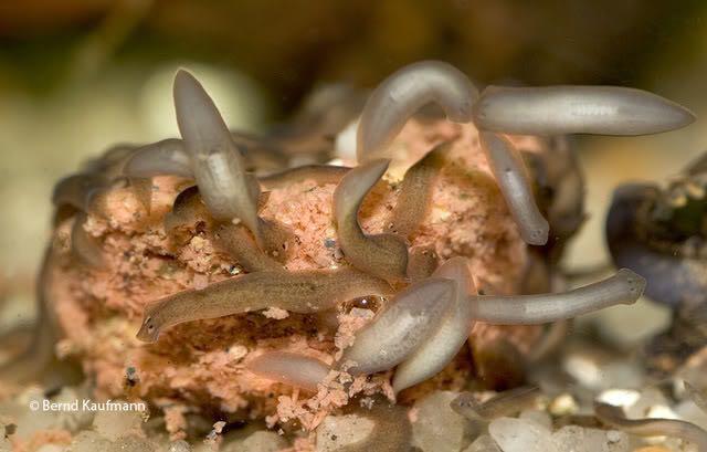 涡虫对人有危害吗，笄蛭涡虫对人有害吗（水草缸虾缸毒虫之涡虫的防治）