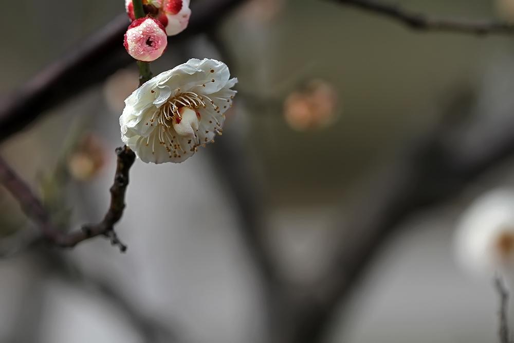 遥知不是雪为有暗香来，遥知不是雪为有暗香来的意思是什么（遥知不是雪、为有暗香来）