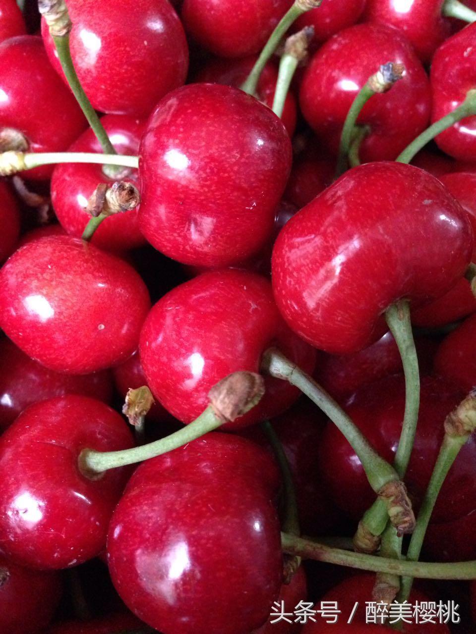 樱桃什么时候成熟，秦皇岛樱桃什么时候成熟（山东樱桃什么时候成熟）