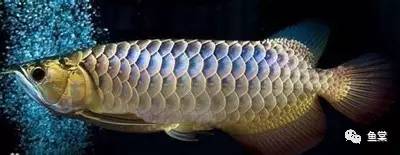 金龙鱼图片，几步看懂金龙鱼的美！（金龙鱼图片高清大图）
