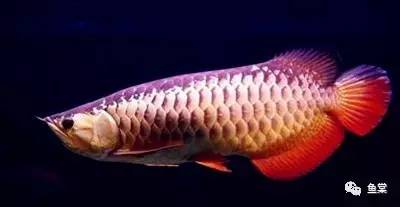 金龙鱼图片，几步看懂金龙鱼的美！（金龙鱼图片高清大图）