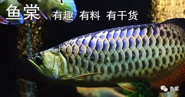 金龙鱼之美全解析：几步教你轻松看懂它的独特魅力与优雅身姿