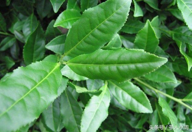 喝铁观音的好处和坏处，女性喝铁观音的好处和坏处（史上最全铁观音的功效与作用及禁忌解读）