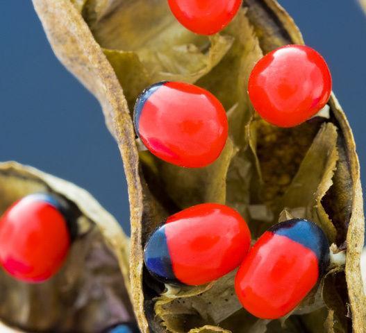 红豆的花语是什么，相思红豆的花语（“红豆”最相思）