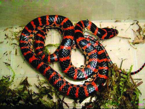 红豆的花语是什么，相思红豆的花语（“红豆”最相思）