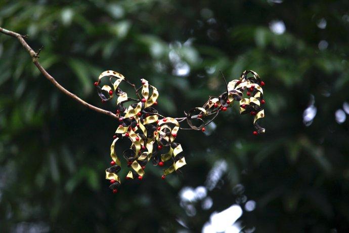 红豆的花语是什么，相思红豆的花语（“红豆”最相思）