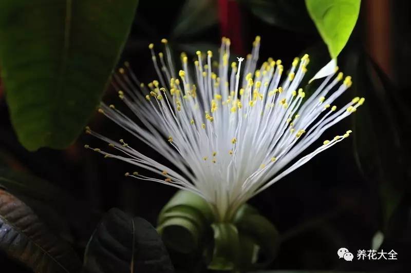 吊兰什么时候开花，口红吊兰什么时候开花（吊兰绿萝竟然也能开出花）