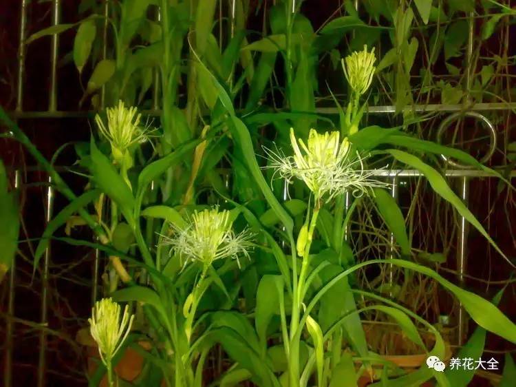 吊兰什么时候开花，口红吊兰什么时候开花（吊兰绿萝竟然也能开出花）