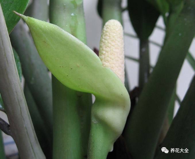 吊兰什么时候开花，口红吊兰什么时候开花（吊兰绿萝竟然也能开出花）