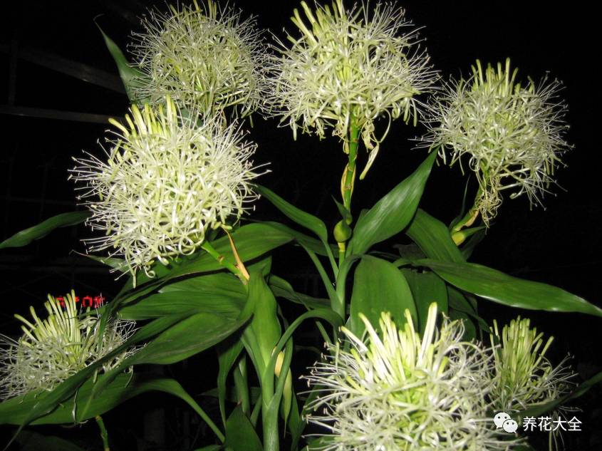 吊兰什么时候开花，口红吊兰什么时候开花（吊兰绿萝竟然也能开出花）