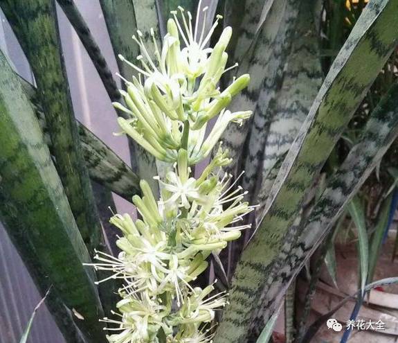 吊兰什么时候开花，口红吊兰什么时候开花（吊兰绿萝竟然也能开出花）