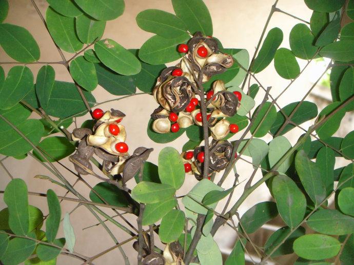 红豆的花语是什么，相思红豆的花语（“红豆”最相思）