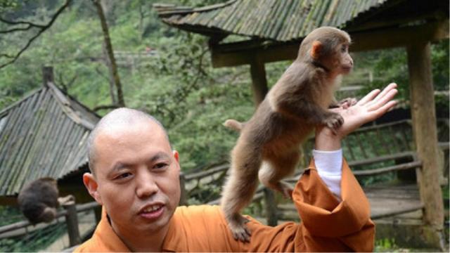 急用凄厉的近义词，急用凄厉的近义词是什么（让你的文章更具内涵——古代文学作品中常见的悲凉动物意象）