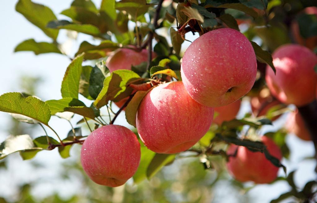 伊丽莎白瓜怎么挑，伊丽莎白瓜如何挑选（快把新鲜的水果带回家吧）