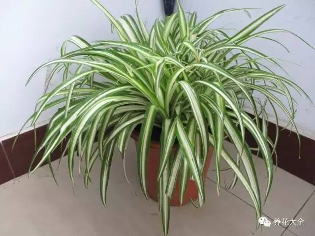 吊兰叶子发黄的原因及解决办法，吊兰叶子发黄应该怎么办（吊兰叶子发黄没生气）