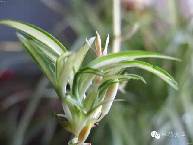 吊兰叶子发黄的原因及解决办法，吊兰叶子发黄应该怎么办（吊兰叶子发黄没生气）