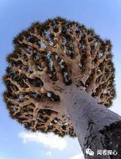 裸子植物的含义，啥叫裸子植物（裸子植物，种子植物先驱者）