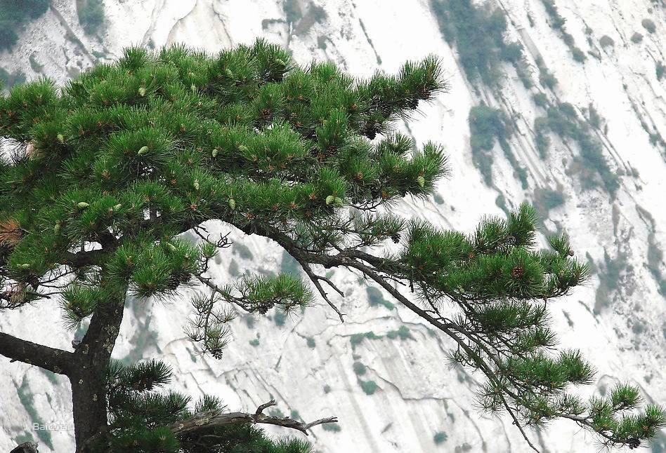 裸子植物的含义，啥叫裸子植物（裸子植物，种子植物先驱者）