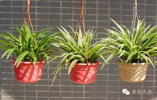 吊兰叶子发黄的原因及解决办法，吊兰叶子发黄应该怎么办（吊兰叶子发黄没生气）