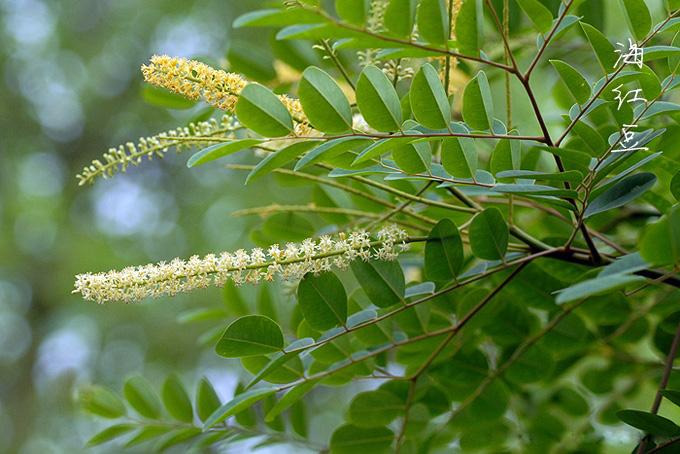 红豆的花语是什么，相思红豆的花语（“红豆”最相思）