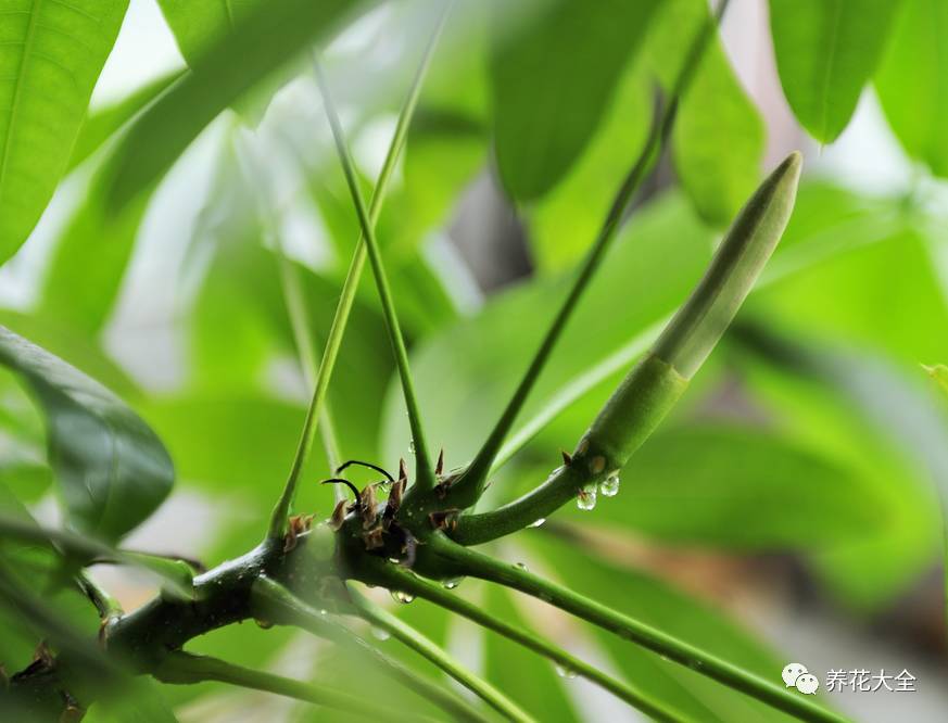 吊兰什么时候开花，口红吊兰什么时候开花（吊兰绿萝竟然也能开出花）