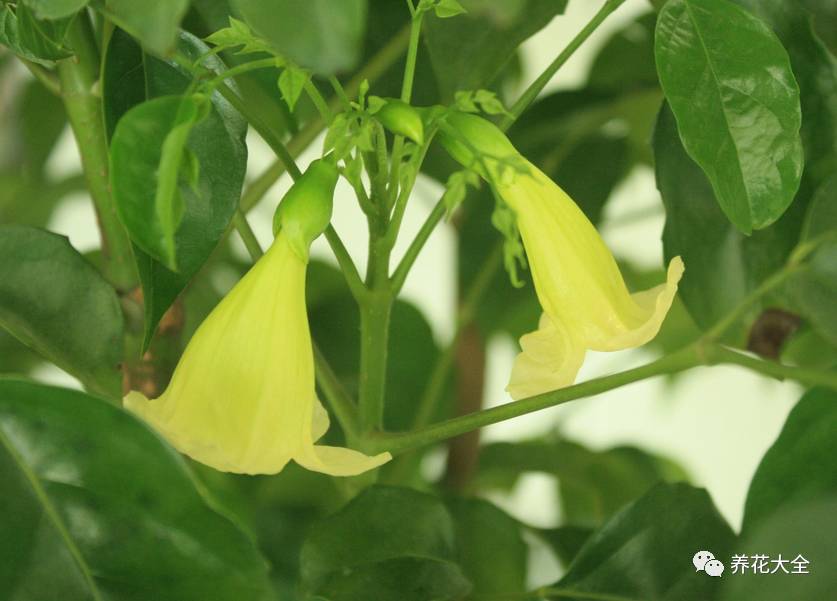 吊兰什么时候开花，口红吊兰什么时候开花（吊兰绿萝竟然也能开出花）