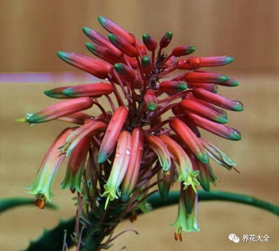 吊兰什么时候开花，口红吊兰什么时候开花（吊兰绿萝竟然也能开出花）