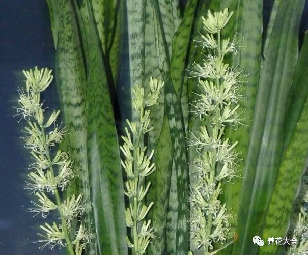 吊兰什么时候开花，口红吊兰什么时候开花（吊兰绿萝竟然也能开出花）