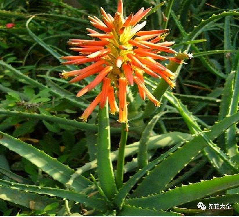 吊兰什么时候开花，口红吊兰什么时候开花（吊兰绿萝竟然也能开出花）