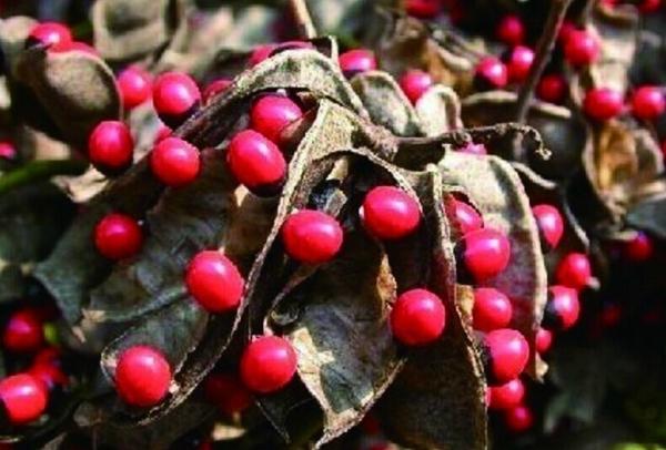 红豆的花语是什么，相思红豆的花语（“红豆”最相思）