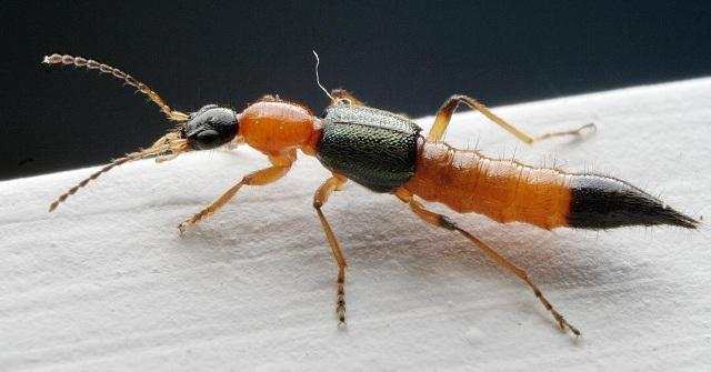 蚰蜒为什么不能踩死，蚰蜒为什么不能踩死 吃什么（在农村一定不能碰这几种虫子）