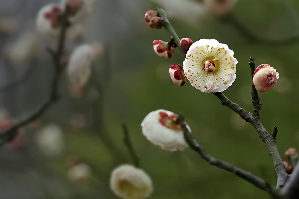 遥知不是雪为有暗香来，遥知不是雪为有暗香来的意思是什么（遥知不是雪、为有暗香来）