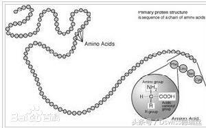 氨基酸成分分析，氨基酸有什么成分（化妆品中的氨基酸成分有什么作用）