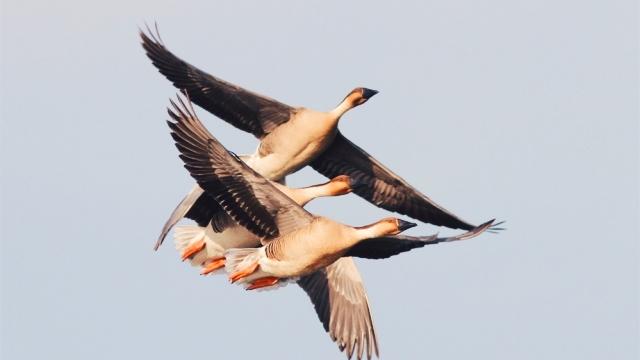 急用凄厉的近义词，急用凄厉的近义词是什么（让你的文章更具内涵——古代文学作品中常见的悲凉动物意象）