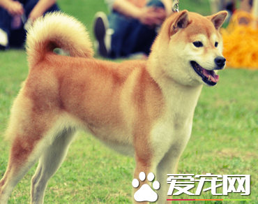 西巴犬（xi霸权），日本秋田犬是柴犬吗（西巴犬是什么）