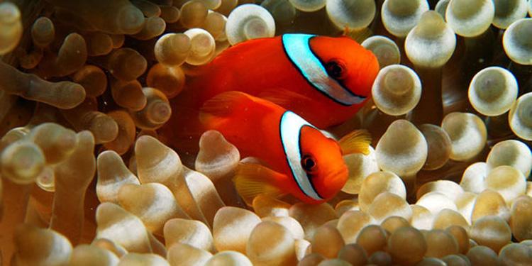 透红小丑鱼的寿命，透红小丑鱼能长多大（小丑鱼为什么叫小丑鱼）