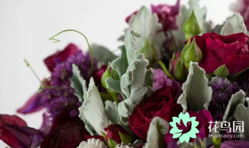 雪叶莲，植物 ， 雪叶莲（雪叶莲图片）